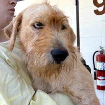 Russell -  Schnauzer and Mixed Breed Dog for Adoption in Loxahatchee Groves, Florida - Russell | PetCurious