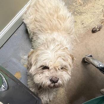 D23-143 Milo -  Lhasa Apso and Shih Tzu Dog for Adoption - D23-143 Milo | PetCurious