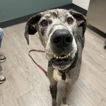 Loki -  Great Dane Dog for Adoption in Oakville, Washington - Loki | PetCurious