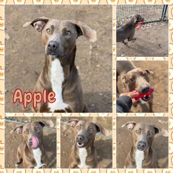 Rescue Weimaraner and Mixed Breed Dogs for Adoption in Fort Smith, Arkansas - Apple | PetCurious