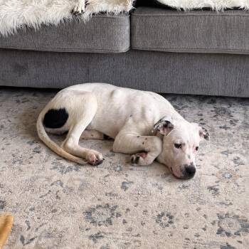 Australian Cattle Dog Blue Heeler and Pit Bull Terrier Dogs Available for Adoption in Dallas, Texas - Benny | PetCurious