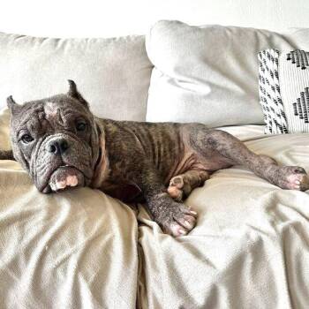 Big Blue -  American Bulldog Dog for Adoption in Oakland, California - Big Blue | PetCurious