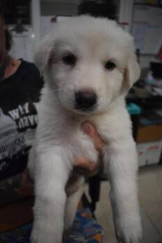 German Shepherd Dog and Mixed Breed Dogs Available for Adoption - Hannah (L552 P2) | PetCurious