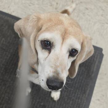 Roger -  Beagle Dog for Adoption in Dover, New Hampshire - Roger | PetCurious