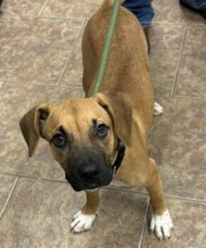 Gretchen -  Black Mouth Cur Dog for Adoption in Littleton, Colorado - Gretchen | PetCurious