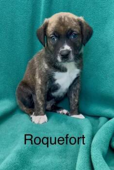 Rescue Pointer and Mixed Breed Dogs for Adoption in De Soto, Iowa - Roquefort | PetCurious