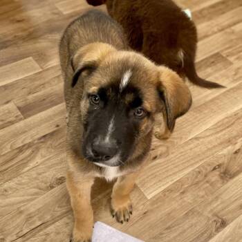 Caelum -  German Shepherd Dog and Labrador Retriever Dog for Adoption in Fayetteville, Georgia - Caelum | PetCurious