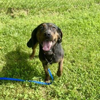 Jabberwocky -  Mixed Breed Dog for Adoption in East Montpelier, Vermont - Jabberwocky | PetCurious