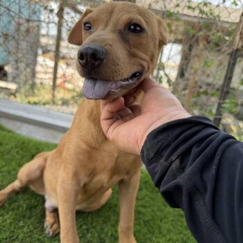 Dallas -  American Staffordshire Terrier Dog for Adoption in Harlingen, Texas - Dallas | PetCurious