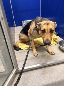 Rescue German Shepherd Dog and Mixed Breed Dogs for Adoption in Beatrice, Nebraska - Kira | PetCurious