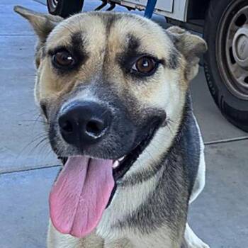 Cassini - URGENT - 24-hour NOTICE -  Shepherd Dog for Adoption in Thousand Oaks, California - Cassini - URGENT - 24-hour NOTICE | PetCurious