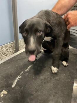 Mixed Breed Dogs Available for Adoption in Palmetto, Florida - BUZZ | PetCurious