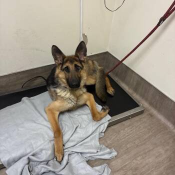 Warlock -  German Shepherd Dog Dog for Adoption in Pasadena, California - Warlock | PetCurious