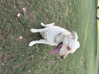 Theodore -  Husky and Labrador Retriever Dog for Adoption in Tucson, Arizona - Theodore | PetCurious