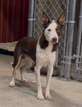 Rescue Border Collie Dogs for Adoption in The Woodlands, Texas - Whisky | PetCurious