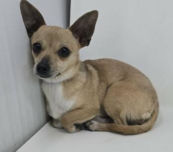 Chihuahua Dogs Available for Adoption - Desdamona | PetCurious