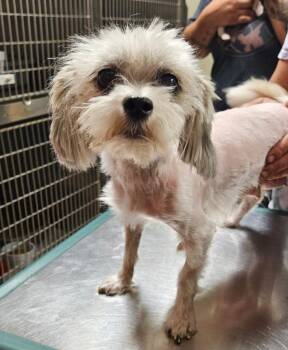 Yasmine -  Shih Tzu Dog for Adoption in Fremont, Ohio - Yasmine | PetCurious