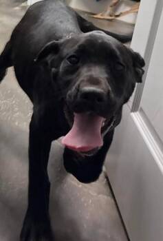 Black Labrador Retriever Dogs Available for Adoption - Peep | PetCurious