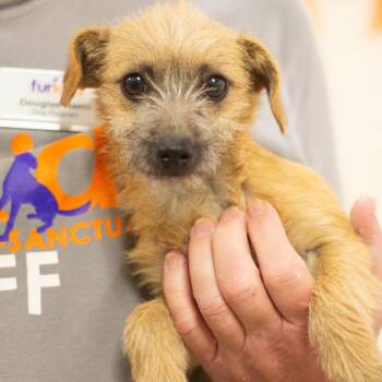 Terrier and Chihuahua Dogs Available for Adoption - Nutmeg 22063 | PetCurious