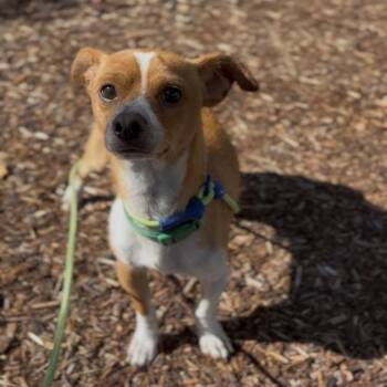 Diego -  Chihuahua and Mixed Breed Dog for Adoption in Newberg, Oregon - Diego | PetCurious