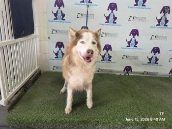 DIGGIE -  Siberian Husky Dog for Adoption in Orlando, Florida - DIGGIE | PetCurious