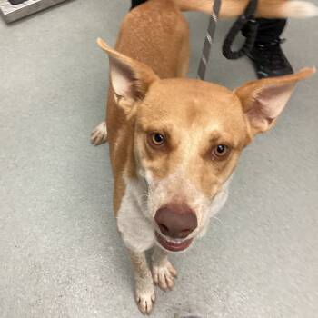 Rescue Husky Dogs for Adoption in Abilene, Texas - Dexter | PetCurious