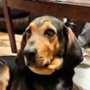Black And Tan Coonhound Dogs Available for Adoption - PLEASE Help Blaze (CO) | PetCurious