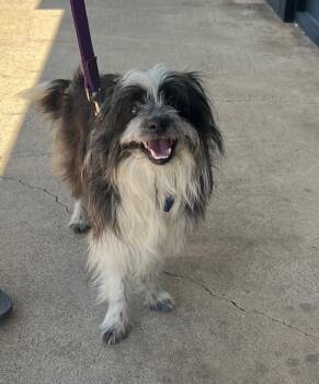 Terrier and Maltese Dogs Available for Adoption in Shingle Springs, California - 26Palisades | PetCurious
