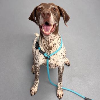 Willy -  Mixed Breed Dog for Adoption in Sarasota, Florida - Willy | PetCurious