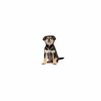 Kimchi -  Mixed Breed and Shepherd Dog for Adoption in Los Angeles, California - Kimchi | PetCurious