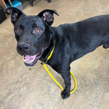 Black Labrador Retriever Dogs Available for Adoption in Petersburg, Illinois - Doug | PetCurious