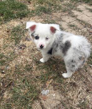 Australian Shepherd Dogs Available for Adoption - Merel | PetCurious