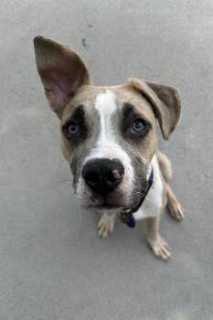 Pit Bull Terrier Dogs Available for Adoption in Charlotte, North Carolina - ALFONSO | PetCurious