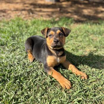 Shepherd Dogs Available for Adoption in Fargo, North Dakota - Sicily | PetCurious