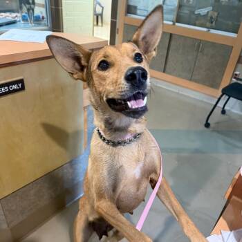 Flower -  Mixed Breed Dog for Adoption in Winston-salem, North Carolina - Flower | PetCurious