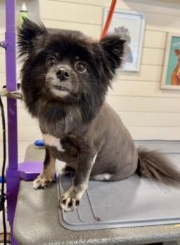 Margo -  Pomeranian Dog for Adoption in Tifton, Georgia - Margo | PetCurious