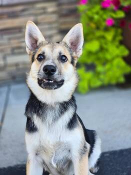 Ziggity -  German Shepherd Dog Dog for Adoption in Salt Lake City, Utah - Ziggity | PetCurious