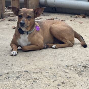 Terrier Dogs Available for Adoption - Raya | PetCurious