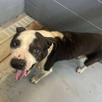 Mixed Breed Dogs Available for Adoption - Harrison | PetCurious