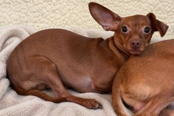 Derby 6673 -  Chihuahua Dog for Adoption in Boca Raton, Florida - Derby 6673 | PetCurious