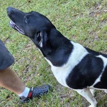 River - Courtesy Post -  German Shorthaired Pointer Dog for Adoption in Gulfport, Mississippi - River - Courtesy Post | PetCurious