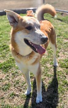 Husky and Shiba Inu Dogs Available for Adoption - Kimber | PetCurious