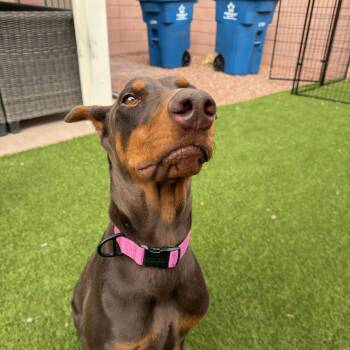 Khaleesi -  Doberman Pinscher Dog for Adoption in Las Vegas, Nevada - Khaleesi | PetCurious