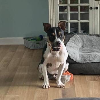 Rescue Mixed Breed Dogs for Adoption in Myrtle Beach, South Carolina - Roger- In Foster Home | PetCurious