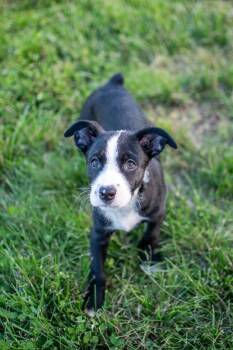 Bagel -  Mixed Breed Dog for Adoption in Germantown, Ohio - Bagel | PetCurious