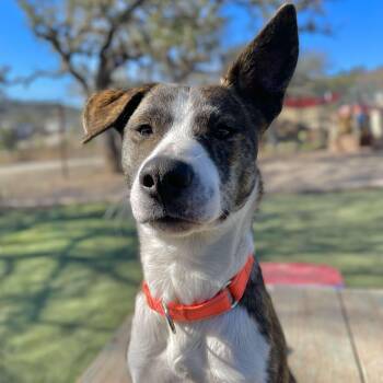 Catahoula Leopard Dog Dogs Available for Adoption in Center Point, Texas - Samoa | PetCurious
