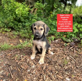 Beagle Dogs Available for Adoption in Oviedo, Florida - Bagel Lottery | PetCurious