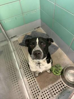 Staffordshire Bull Terrier and Mixed Breed Dogs Available for Adoption - BARNEY | PetCurious