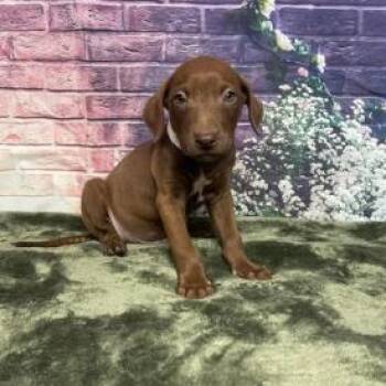 Labrador Retriever and Mixed Breed Dogs Available for Adoption in Fort Collins, Colorado - Falcon | PetCurious
