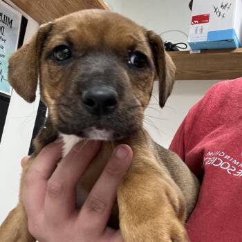 Hound Dogs Available for Adoption in Parrish, Alabama - Krunchie | PetCurious
